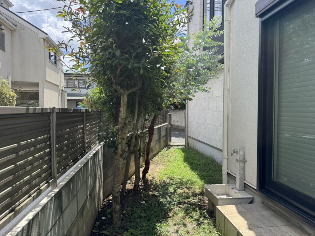 札幌市西区のレッドロビンの伐採前