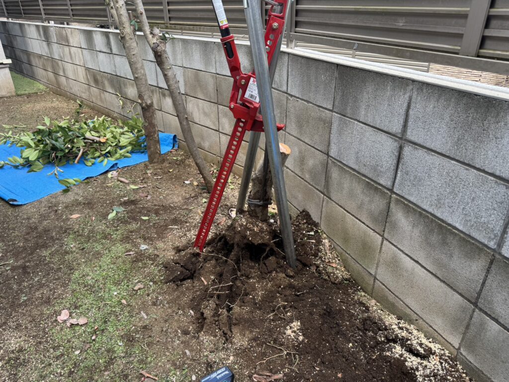札幌市西区のレッドロビンの伐採中